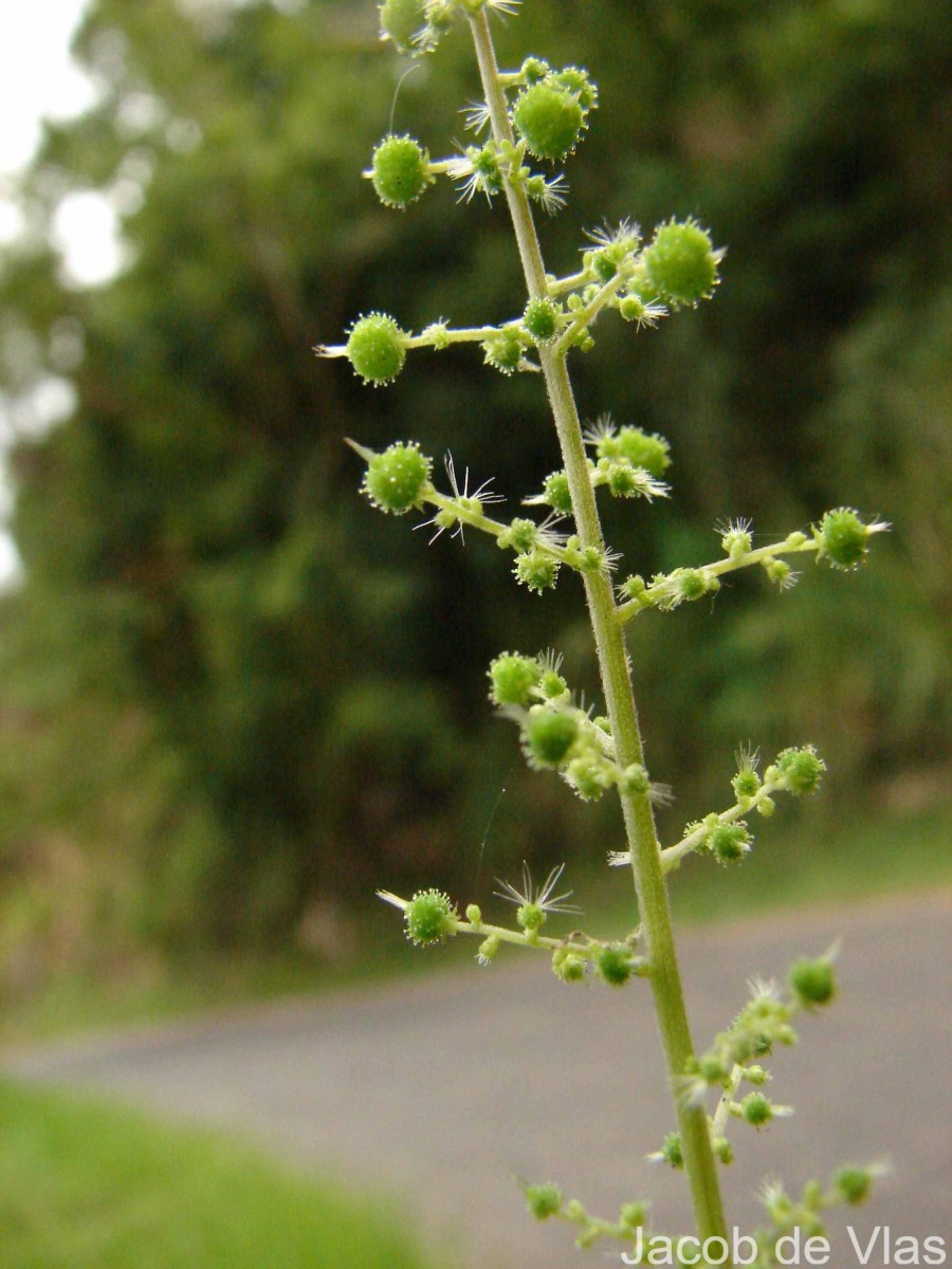 Acalypha paniculata Miq.